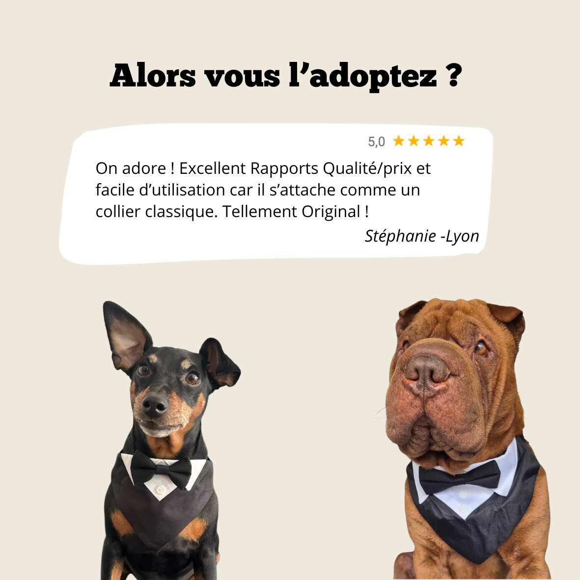 Collier Smoking Chien avec Nœud Papillon - Élégant Gentleman