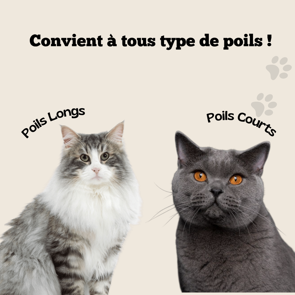 Brosse Anti-Poils Pour Chat